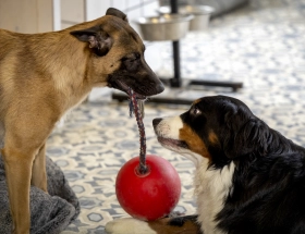 Honden dagopvang