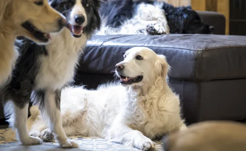Honden dagopvang