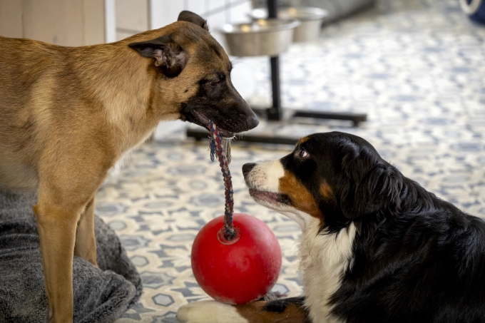 Honden dagopvang